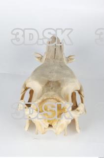 Skull Boar - Sus scrofa 0075